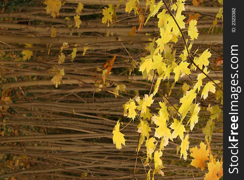Young maple trees background, autumn. Young maple trees background, autumn