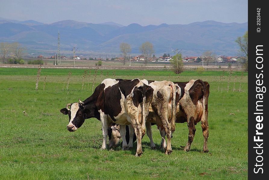 Cows browse in the landscape near by the vilage