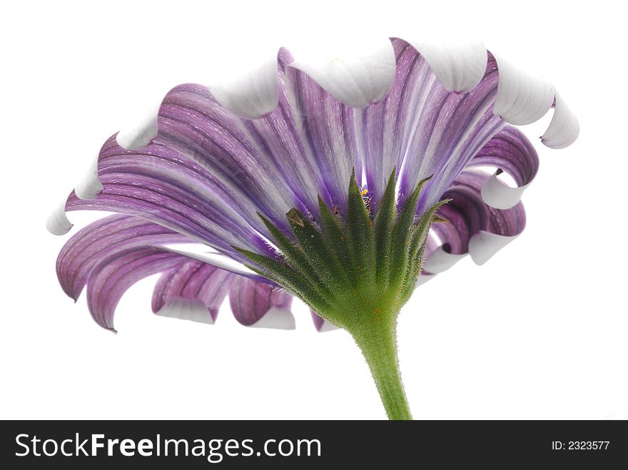 Pink flower against white background