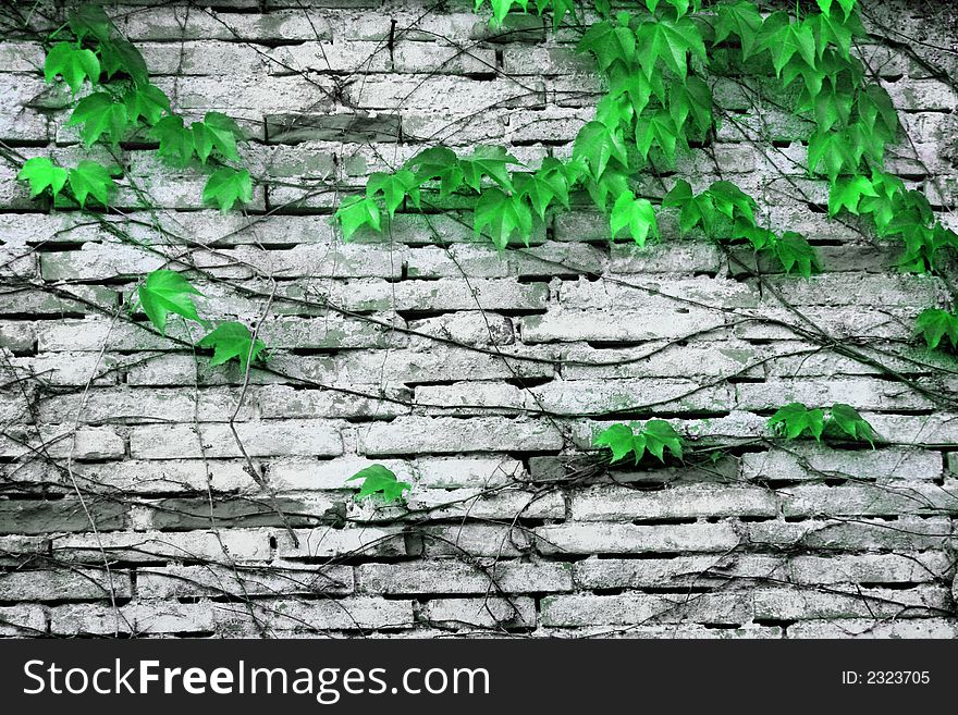 Wall with green plant