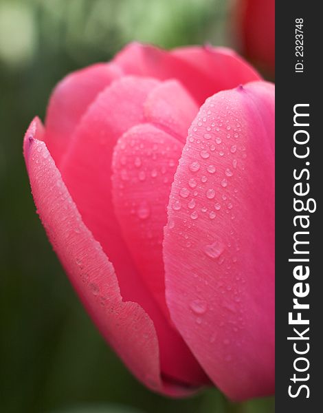 Image of a beautiful pink tulip with water drops on it. Image of a beautiful pink tulip with water drops on it