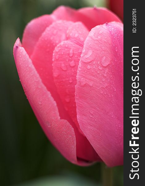 Image of a beautiful pink tulip with water drops. Image of a beautiful pink tulip with water drops