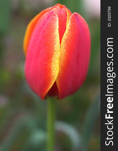 Image of a beautiful red and yellow tulip with water drops. Image of a beautiful red and yellow tulip with water drops