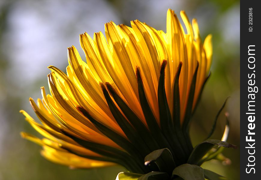 Dandelion with natural blur background