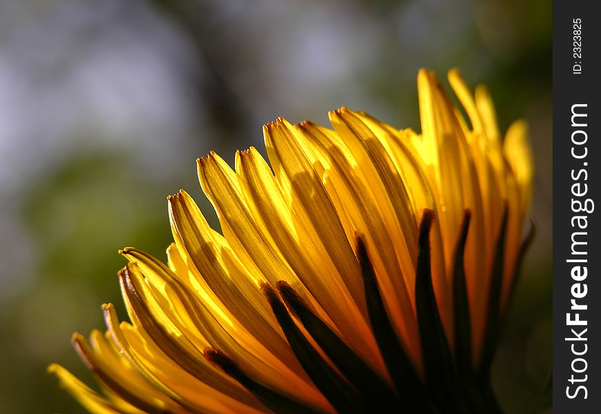 Yellow flower with blur background. Yellow flower with blur background