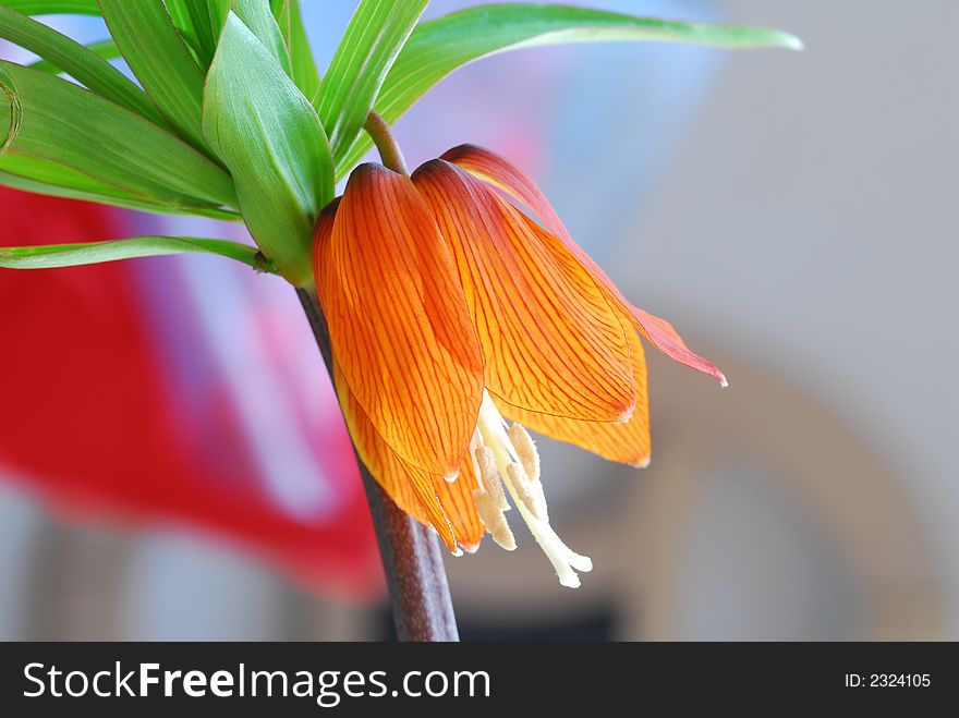 Orange flower with natural blur background