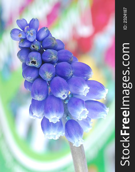 Blue flower with blur color background