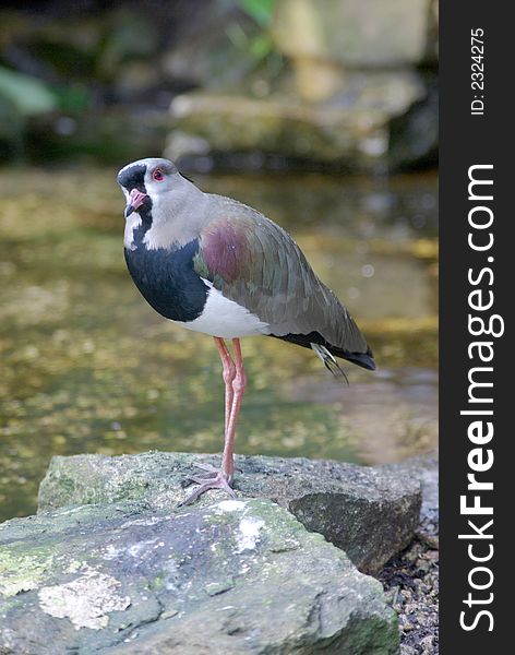 Southern Lapwing standing on a rockbeside a rock pool.