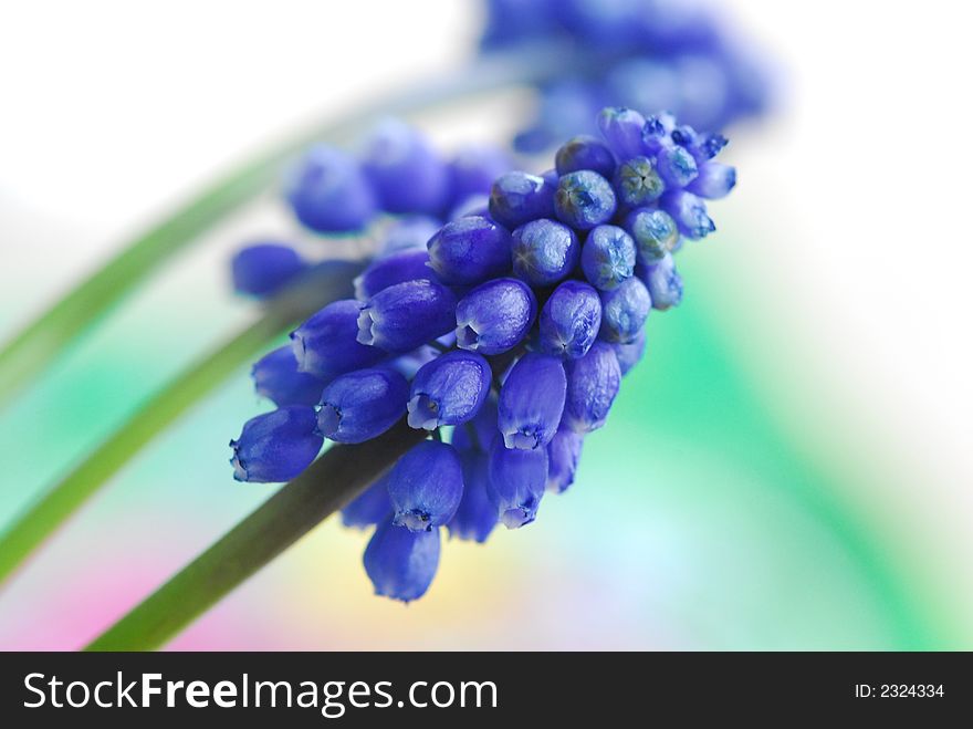 Blue flower with blur background