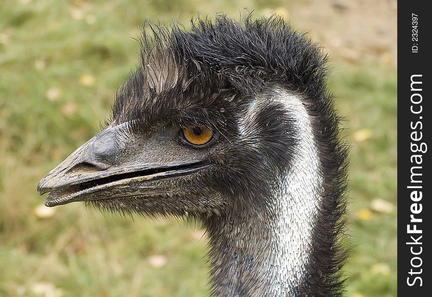 A close up of an adult nandu. A close up of an adult nandu