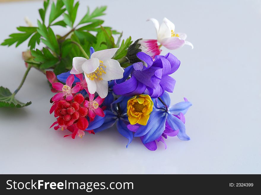 Color wild flowers on white background