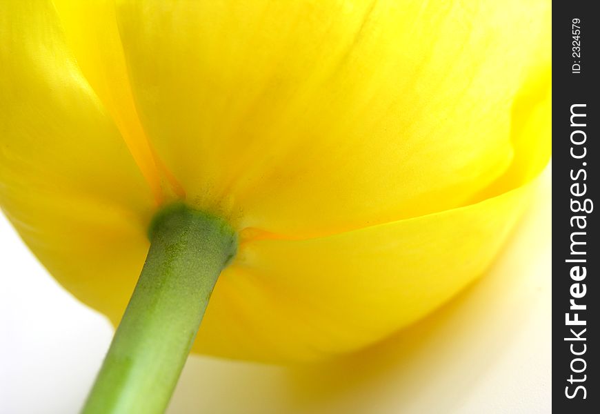 Close up of  yellow tulip on white background