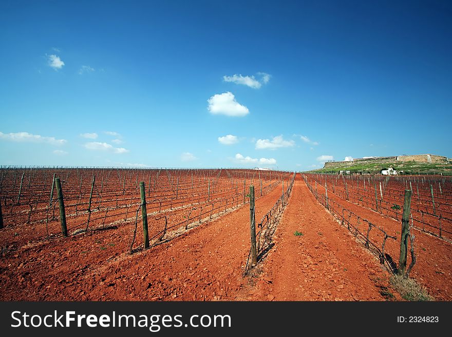 Dry vineyards with red ground and blur sky