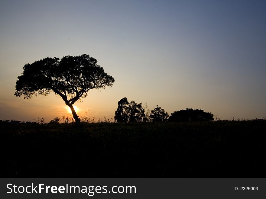 Single tree in sunset