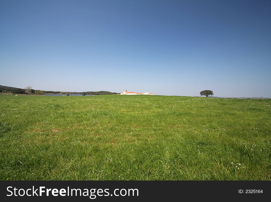 Typical Spring Landscape with green grass blue sky and lonely tree