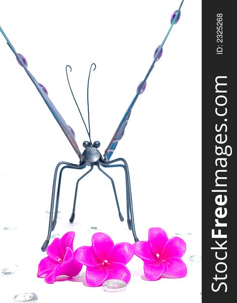 Butterfly image isolated on a white background with some pebbles. Butterfly image isolated on a white background with some pebbles