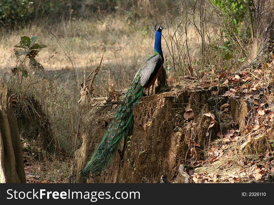 Peacock In Its Forest