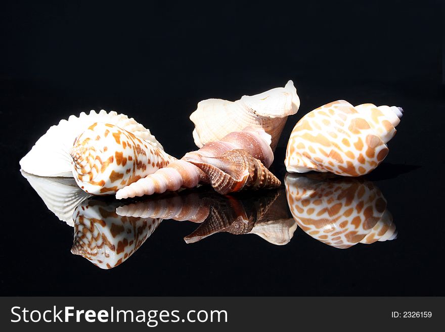 Collection of shells on the black