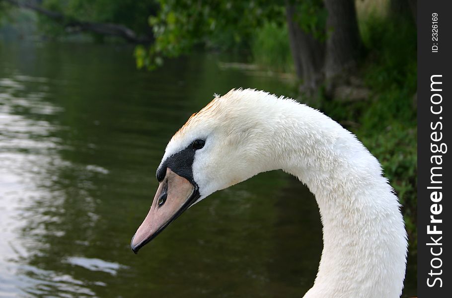 Head and neck profile of a mute swan against a background of water and greenery.