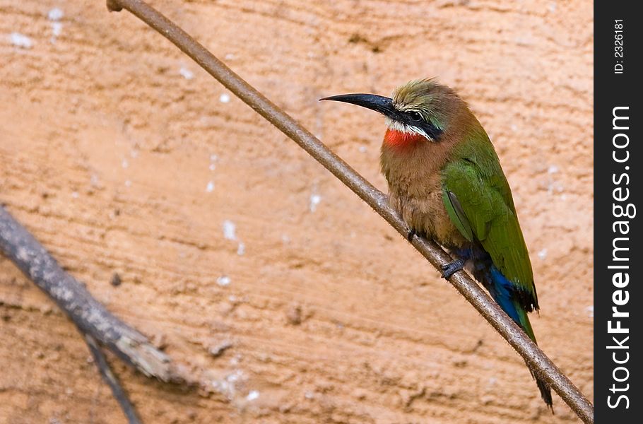 A colorful bird ( bee eater )sitting on a branch in front of a rock