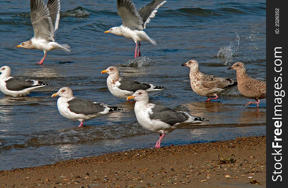 Group of the slaty-backed gulls stands on edge of surf. A pair of gulls rockets. Russian Far East, Primorye, Japanese sea.