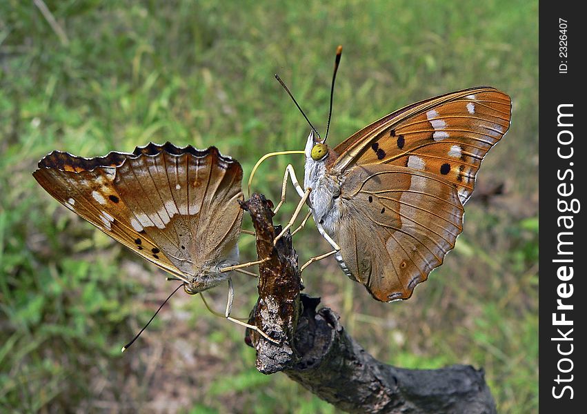 Close up of the pair of butterflies (Apatura ilia ussuriensis) on rod. Profile. South of Russian Far East.