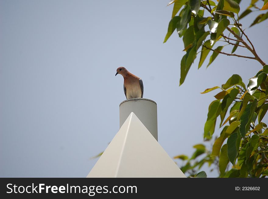 A wild Pigeon Standing on A Building in Dubai