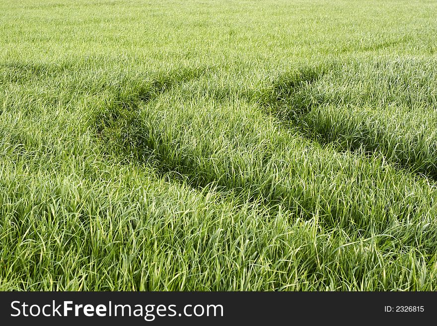 Tractor tracks in a field of crops. Tractor tracks in a field of crops