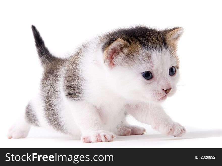 Young adorable kitten posing in my studio. Young adorable kitten posing in my studio