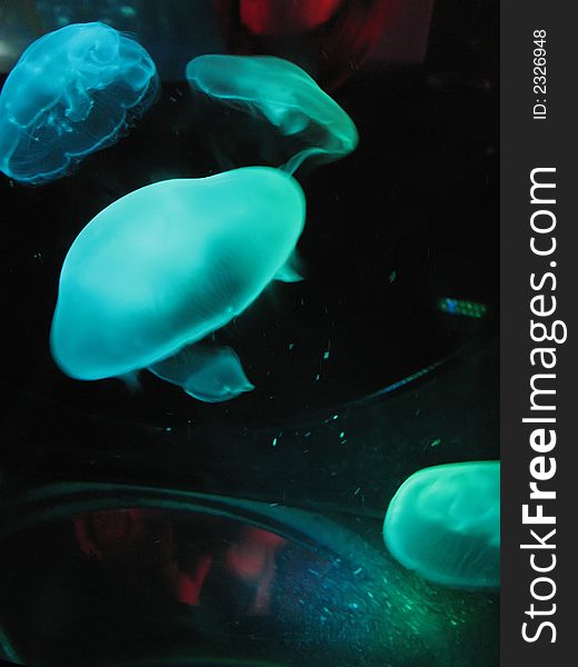 Jellyfish in green light flowing in black deep water