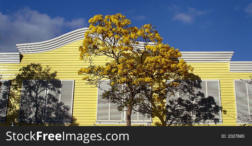 Yellow blossomed tree in front of yellow house with white shuttered windows and white trimmed roof line