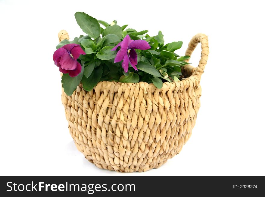 A pansey plant in a basket isolated on a white background. A pansey plant in a basket isolated on a white background.