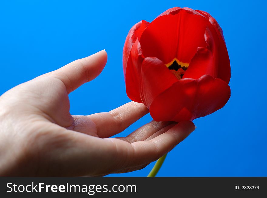 Female hand touching beautiful red tulip flower Isolated on blue background