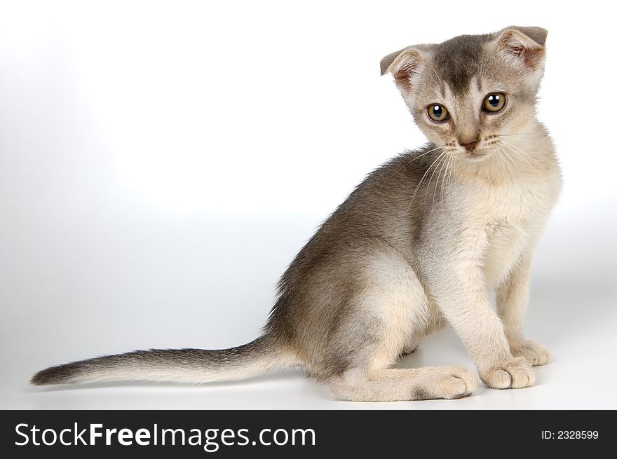 Kitten in studio on a light background