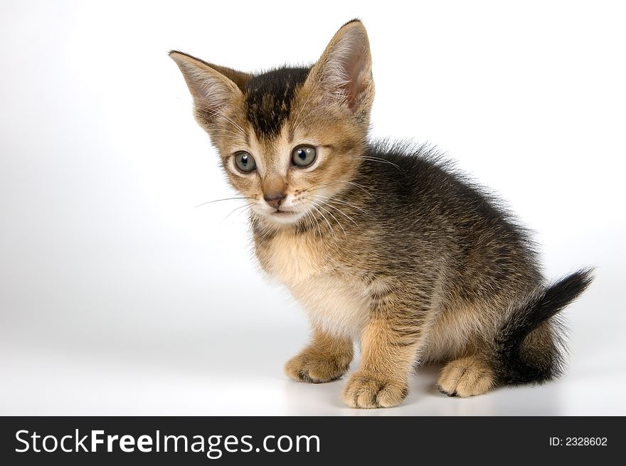 Kitten in studio on a light background