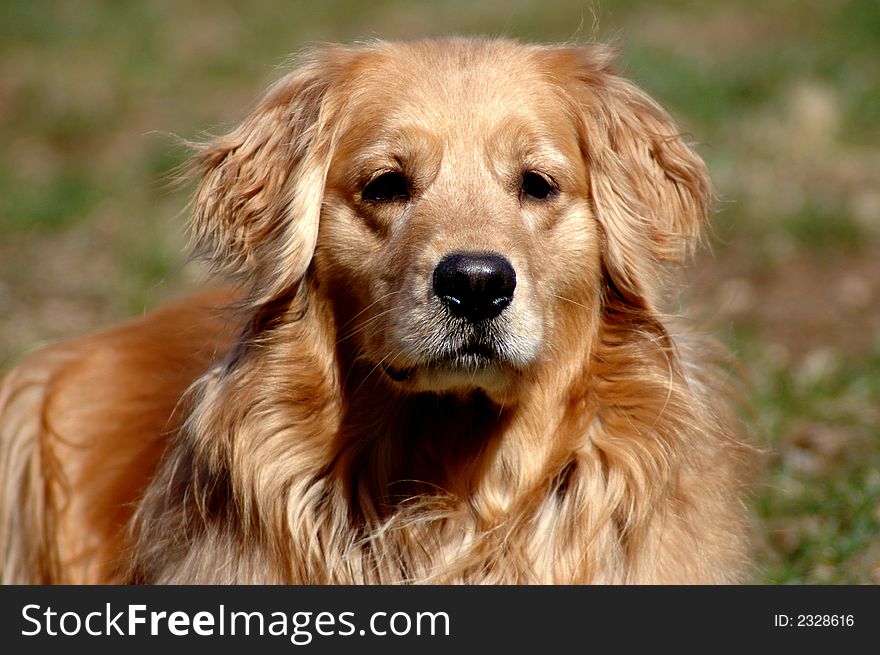 Golden retriever outdoors, alert and watching something intensely. Golden retriever outdoors, alert and watching something intensely