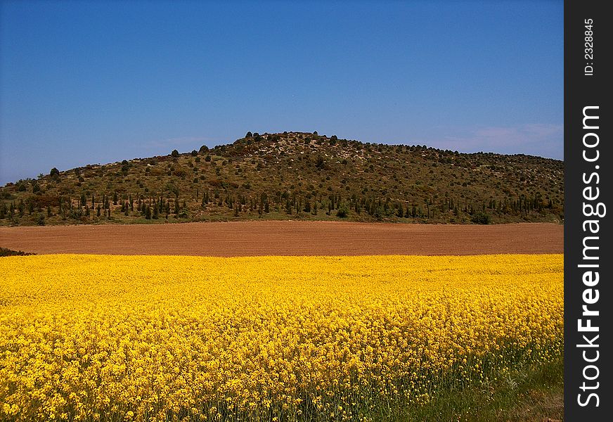 Mustard field and landscape
