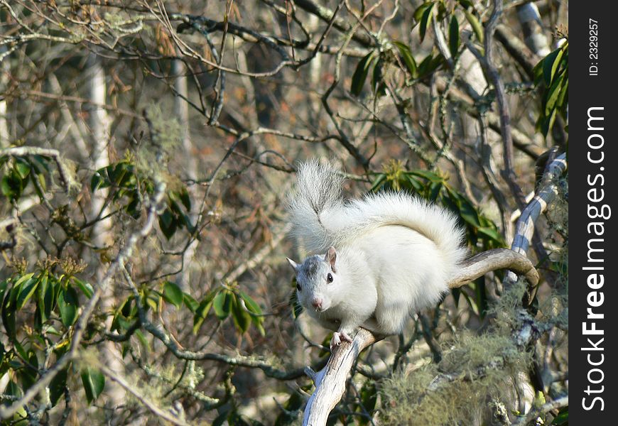 White Squirrel In Tree