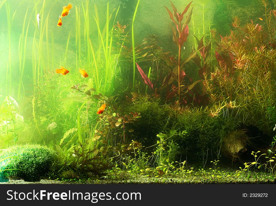 Aquarium fragment scene, natural colors not filtered. Aquarium fragment scene, natural colors not filtered