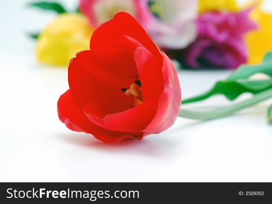 Red tulip on white background