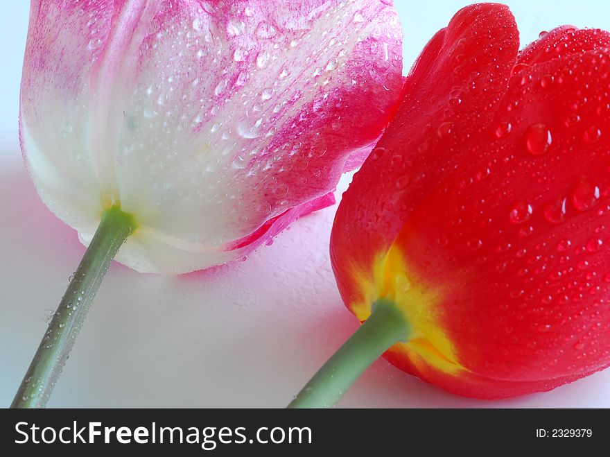 Red and pink tulips with watter drop