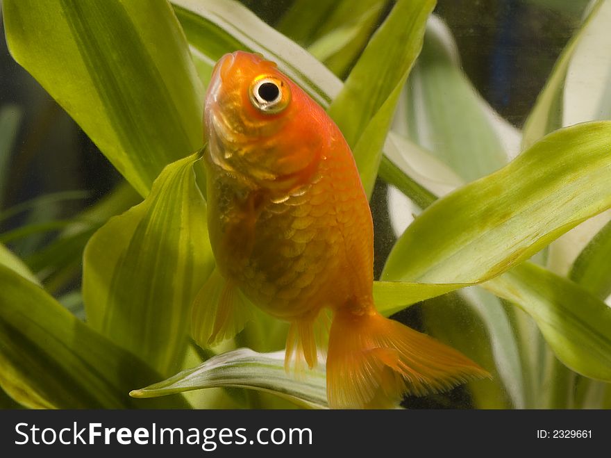 Goldfish inside aquarium swimming through water plants. Goldfish inside aquarium swimming through water plants.