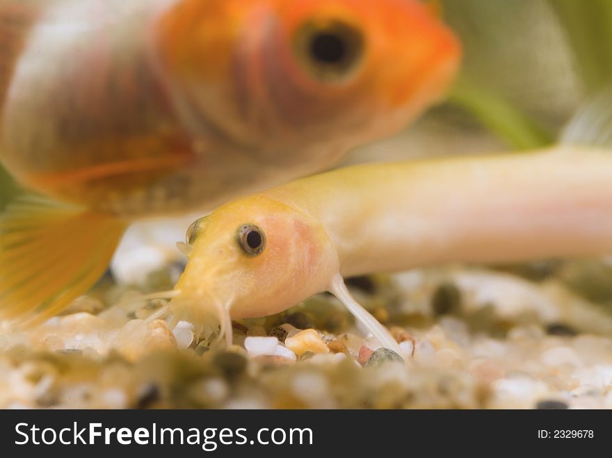 Dojo, also known as Weather Fish, and a Gold Fish swim pass each other inside a aquarium. Dojo, also known as Weather Fish, and a Gold Fish swim pass each other inside a aquarium.