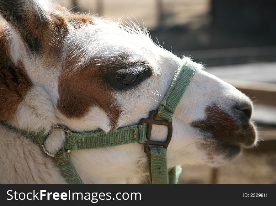 Brown and white llama or alpaca wearing a green halter