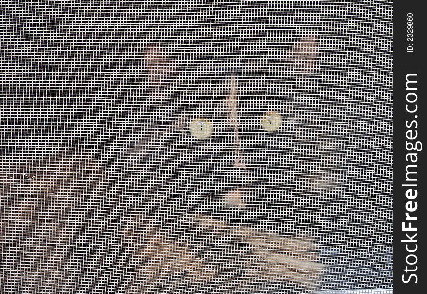 Cat behind screen peers at observer. Cat behind screen peers at observer