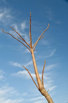 Dry Tree Royalty Free Stock Photo