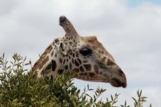 A Giraffe In A Bush Royalty Free Stock Photography A Giraffe In A Bush Royalty Free Stock Photography
