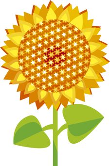 Yellow Sunflower Royalty Free Stock Image Yellow Sunflower Royalty Free Stock Image