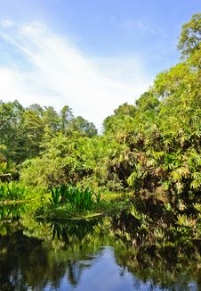 Peat Swamp Forest Stock Photos