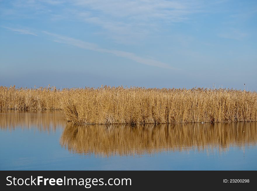Dry reed between sky and water